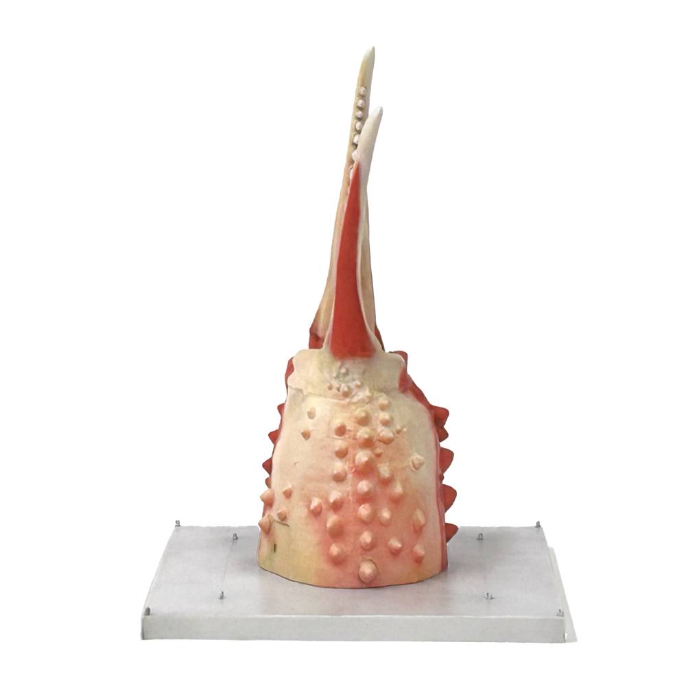 50-79 紋別 カニの爪オブジェ - オリジナル版, 小 -