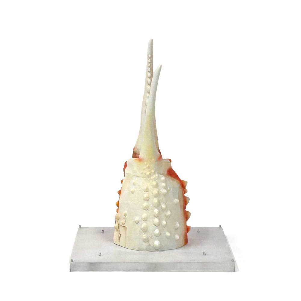 50-80 紋別 カニの爪オブジェ - 修復版, 小 -