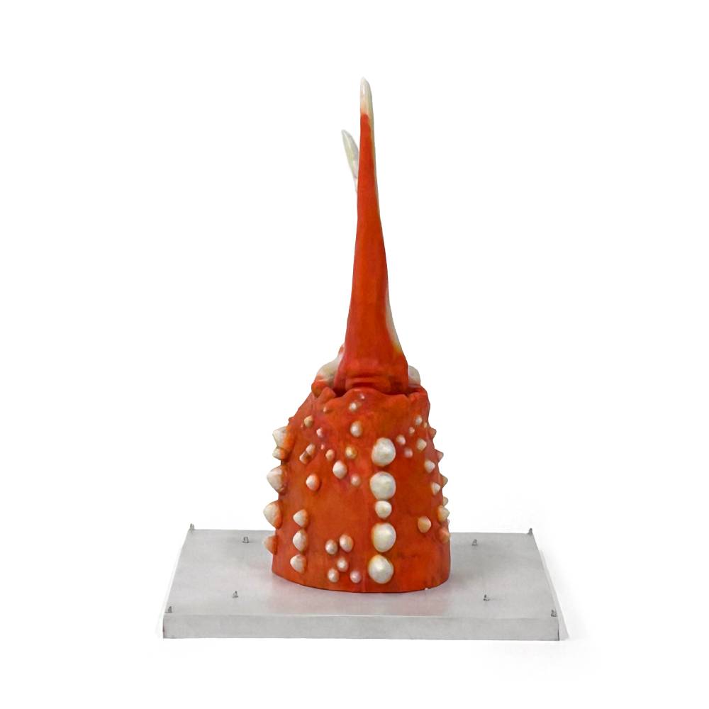 50-80 紋別 カニの爪オブジェ - 修復版, 小 -