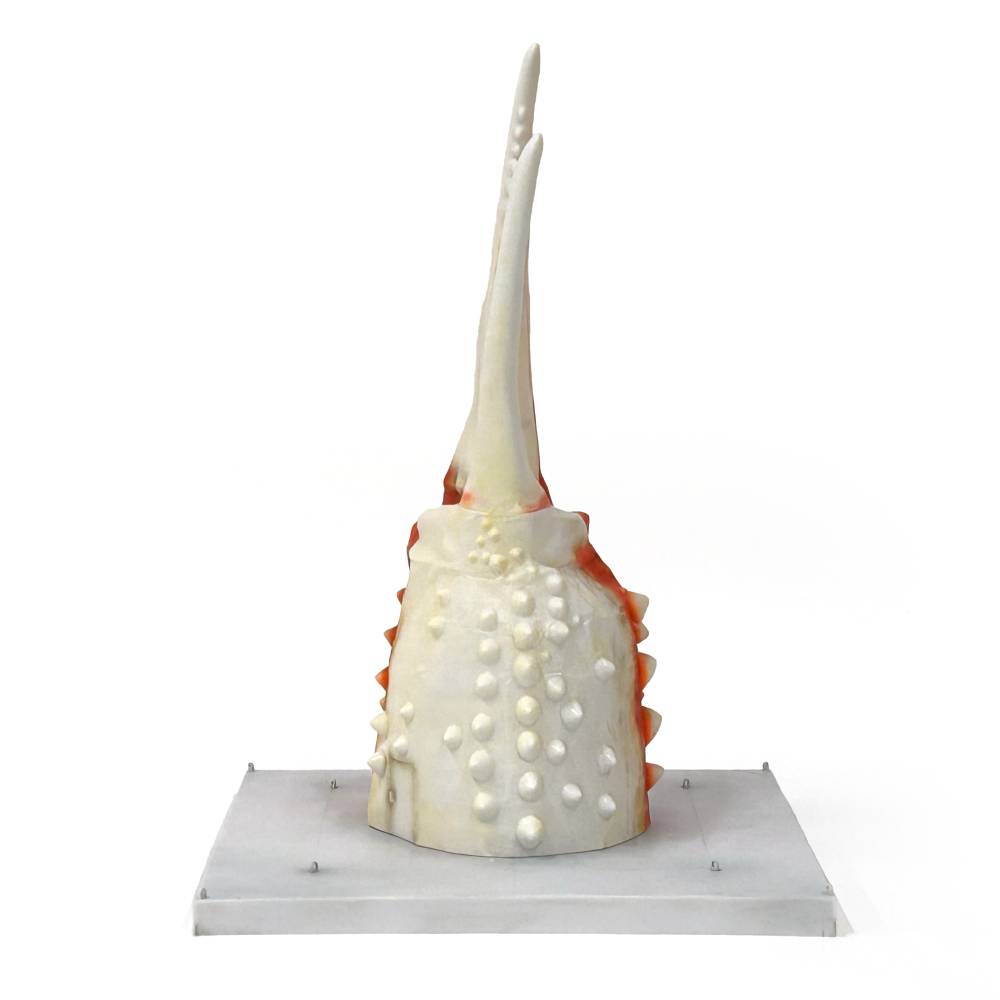 95-6 紋別 カニの爪オブジェ - 修復版, 大 -