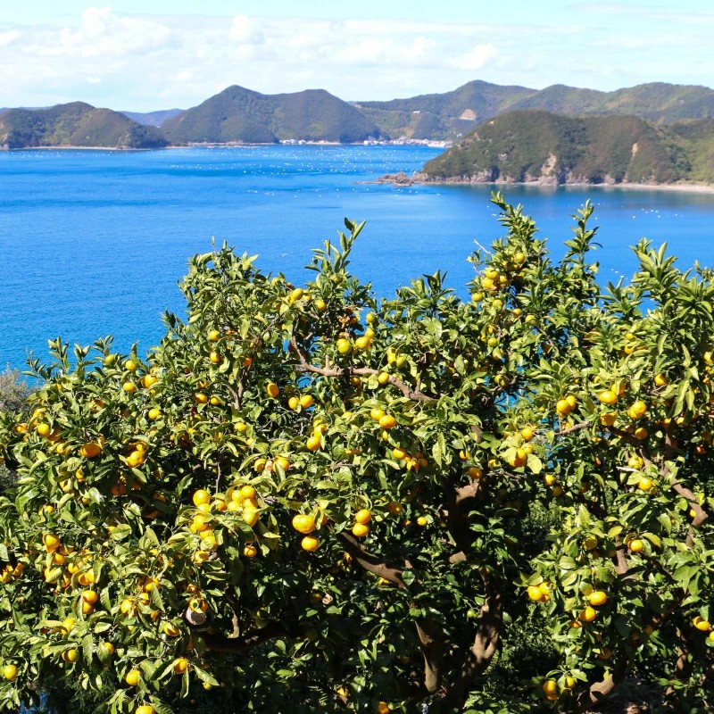 数量限定 先行受付 ポンカン 3kg 7000円 ぽんかん 国産 みかん mikan 蜜柑 ミカン 産地直送 農家直送 特産品 ギフト プレゼント ゼリー ジュース アイス 冷凍 みかん 等に 人気 限定 甘い フルーツ 果物 柑橘 美味しい おいしい 小玉 含む ジューシー サイズ ミックス 岡平農園 愛南町 愛媛県