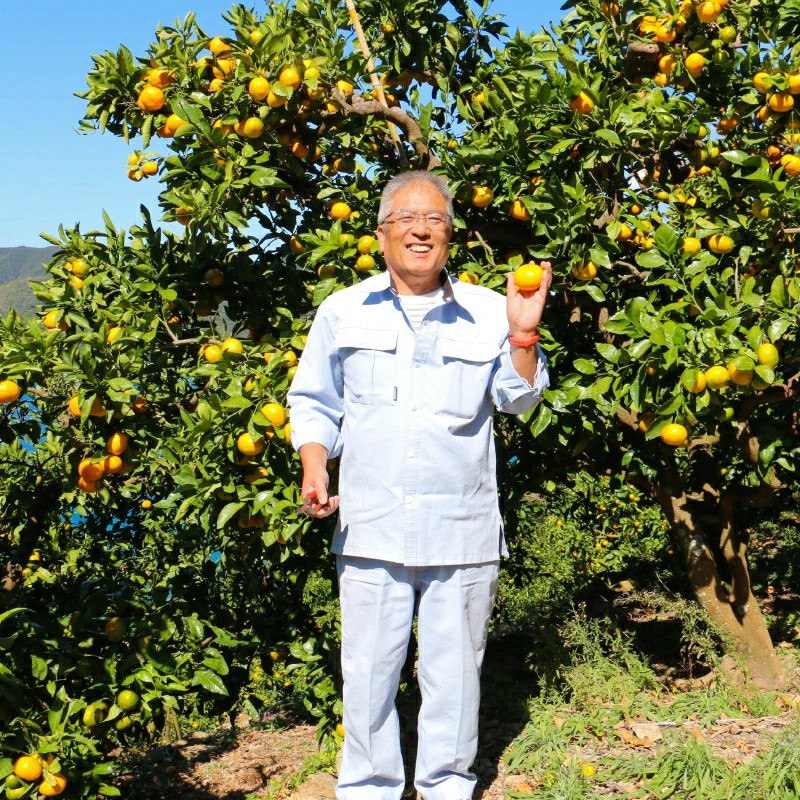 数量限定 先行受付 ポンカン 3kg 7000円 ぽんかん 国産 みかん mikan 蜜柑 ミカン 産地直送 農家直送 特産品 ギフト プレゼント ゼリー ジュース アイス 冷凍 みかん 等に 人気 限定 甘い フルーツ 果物 柑橘 美味しい おいしい 小玉 含む ジューシー サイズ ミックス 岡平農園 愛南町 愛媛県
