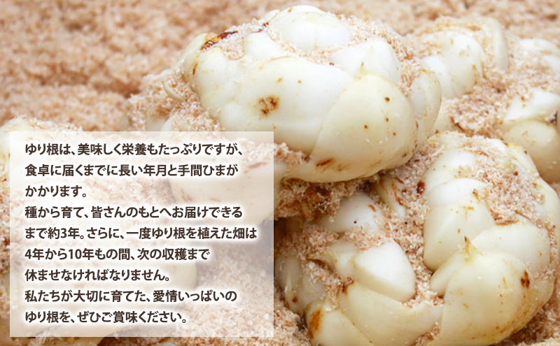 【2025年10月下旬～発送】甘くてホクホク！北海道富良野産 訳あり ゆり根【2kg】 (スイートベジタブルファクトリー) 野菜 新鮮 直送 朝採り ゆりね ゆり根 道産 北海道 ふらの