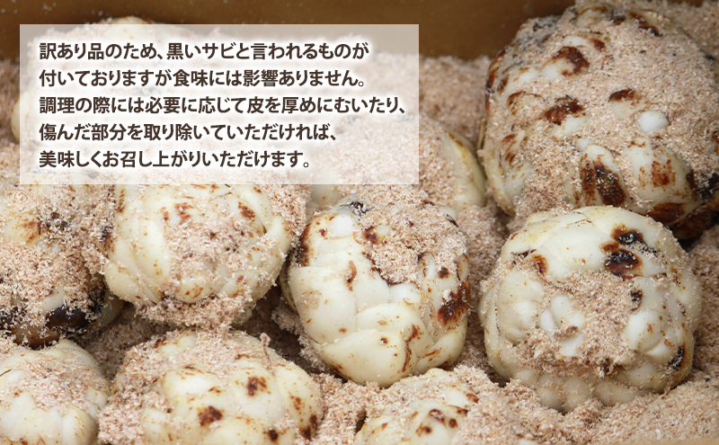 【2025年10月下旬～発送】甘くてホクホク！北海道富良野産 訳あり ゆり根【5kg】 (スイートベジタブルファクトリー) 野菜 新鮮 直送 朝採り ゆりね ゆり根 道産 北海道 ふらの