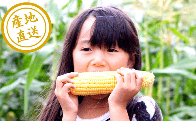 【2026年夏発送】富良野産 生で食べられる とうもろこし【恵味（めぐみ）】 20本 野菜 コーン