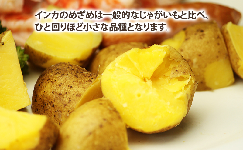 【2025年10月～発送】濃厚な甘さ！黄金のジャガイモ　インカの目覚め 【約3kg】 (スイートベジタブルファクトリー) 野菜 新鮮 直送 朝採り じゃがいも 芋 インカのめざめ いんか 道産 北海道