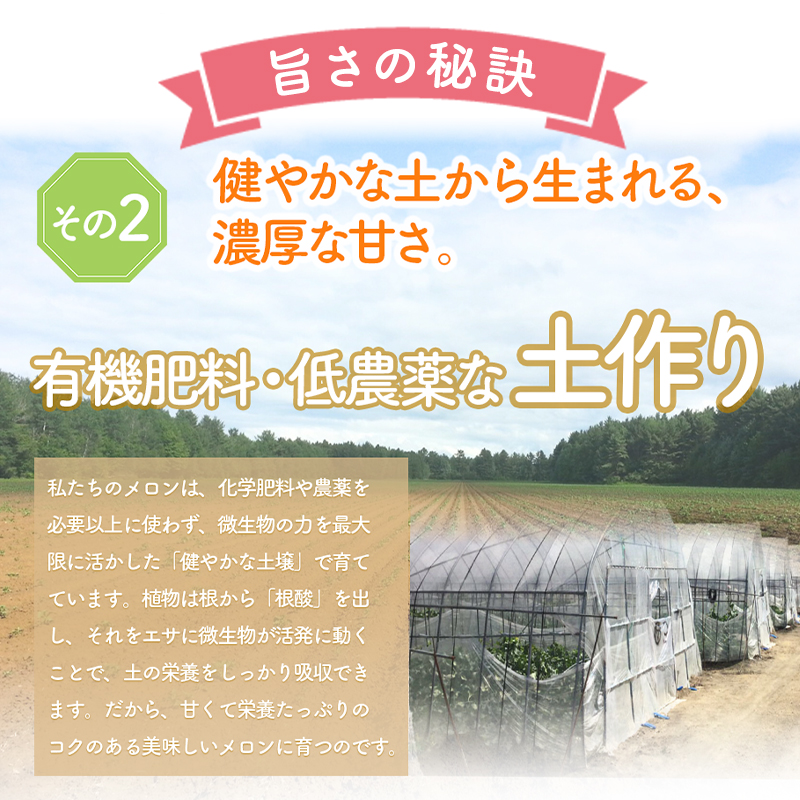 【2026年7月中旬～発送】北海道 富良野 メロン Lサイズ 1.3kg以上×1玉 (スイートベジタブルファクトリー) メロン フルーツ 果物 新鮮 甘い 贈り物 ギフト 道産 ジューシー おやつ ふらの ブランド 夏