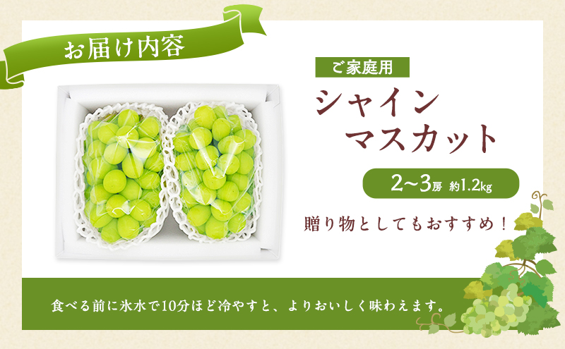 ぶどう 2026年 先行予約 ご家庭用 シャインマスカット 2～3房 約1.2kg ブドウ 葡萄 岡山県産 国産 フルーツ 果物 直送！せとうちバスケット 