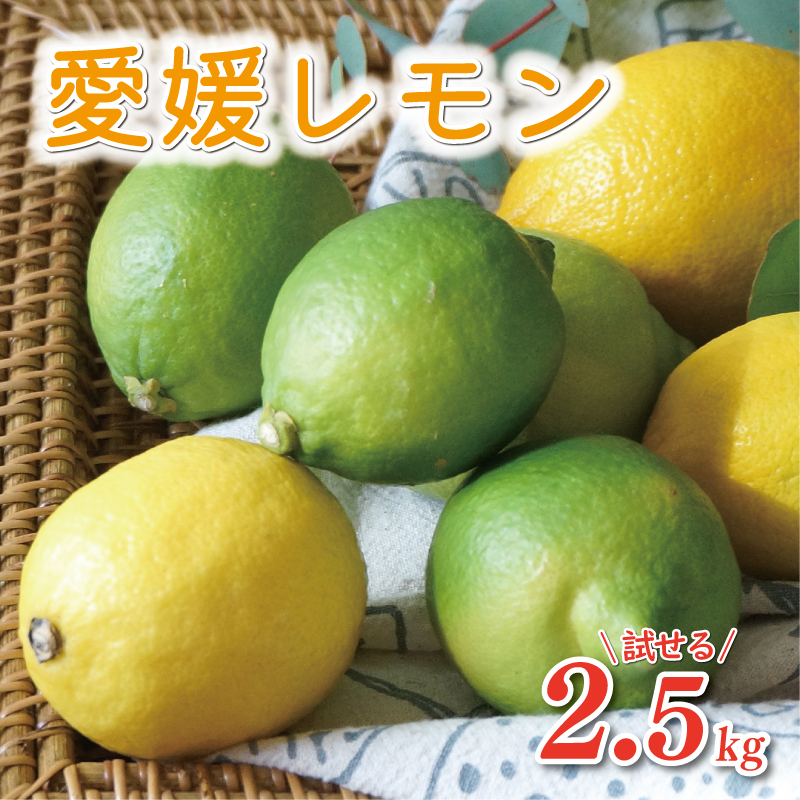 yQ쒬zʌ s\  2.5kg 7000~ EG Y Q  Ԍ   Yi t[c ʕ k lC  Yn _ƒ bNX h sgp Ȃ}U[Y 쒬 Q