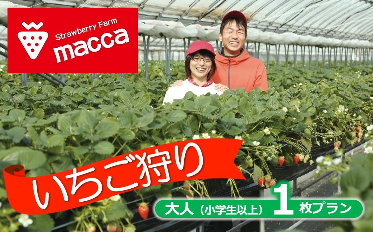 いちご畑maccaで使えるいちご狩りチケット (小学生以上1名)[利用期間:令和8年2月上旬〜]10-110