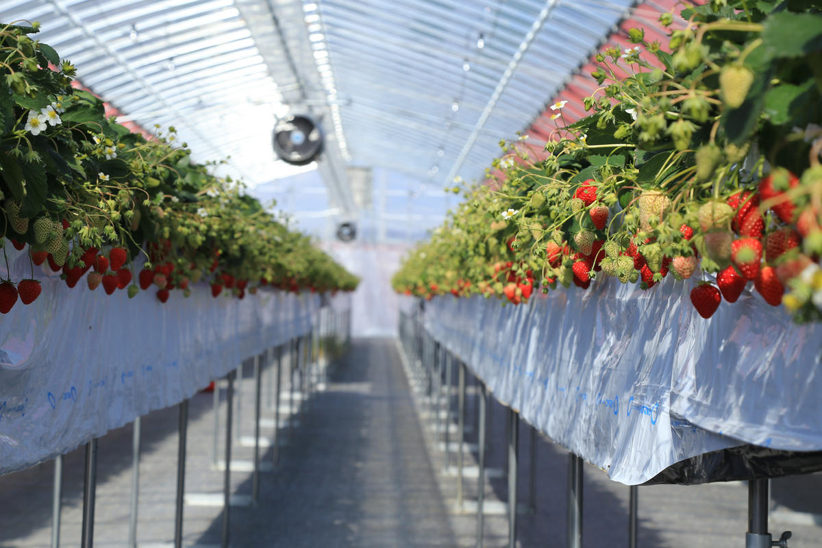 いちご畑maccaで使えるいちご狩りチケット （小学生以上１名）【利用期間：令和８年２月上旬～】10-110