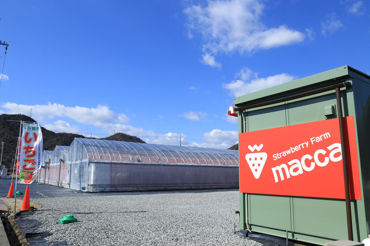 いちご畑maccaで使えるいちご狩りチケット （小学生以上１名）【利用期間：令和８年２月上旬～】10-110