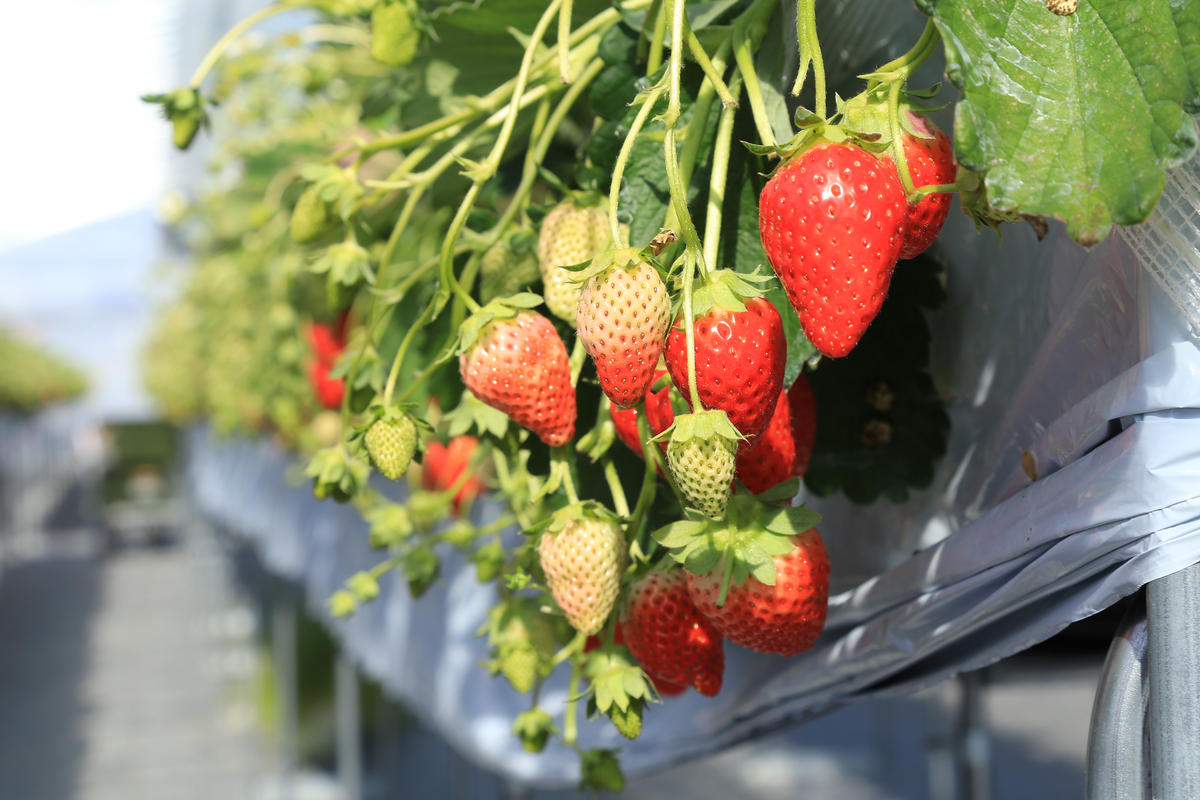 いちご畑maccaで使えるいちご狩りチケット （小学生以上１名）【利用期間：令和８年２月上旬～】10-110