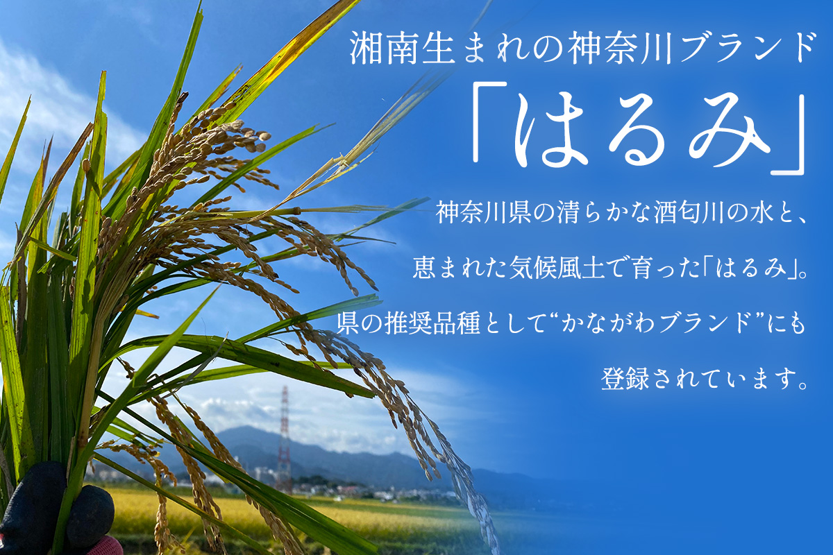 神奈川県伊勢原市のふるさと納税 新米 [令和7年産] 伊勢原産 精米10kg(5kg×2袋) はるみ 農家直送！加藤さんちのうんめぇ！自家製米｜先行予約 お米 おこめ コメ 白米 神奈川 伊勢原 ブランド米 [0524]