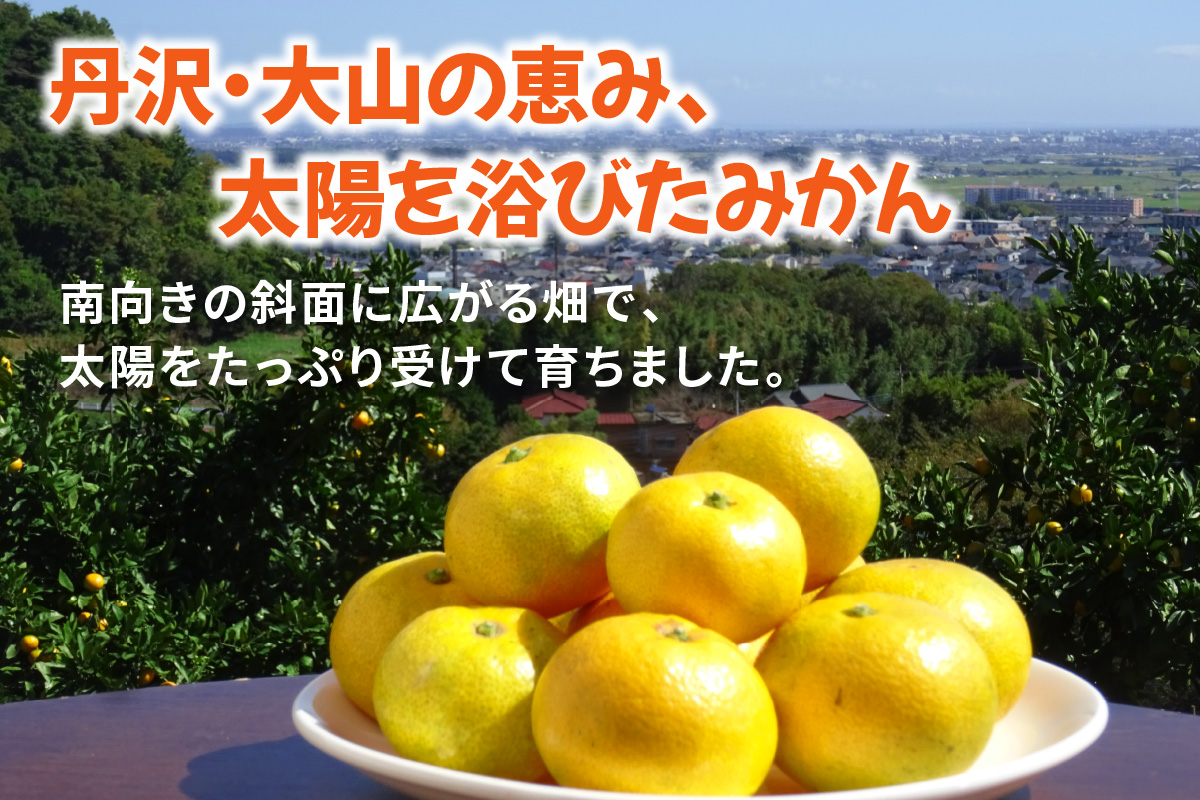 神奈川県伊勢原市のふるさと納税 [2025年12月下旬頃から発送] 温州みかん 5kg｜先行予約 みかん フルーツ 果物 柑橘 [0535]