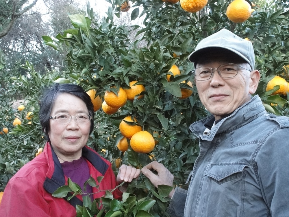 神奈川県伊勢原市のふるさと納税 [2025年12月下旬頃から発送] 温州みかん 5kg｜先行予約 みかん フルーツ 果物 柑橘 [0535]