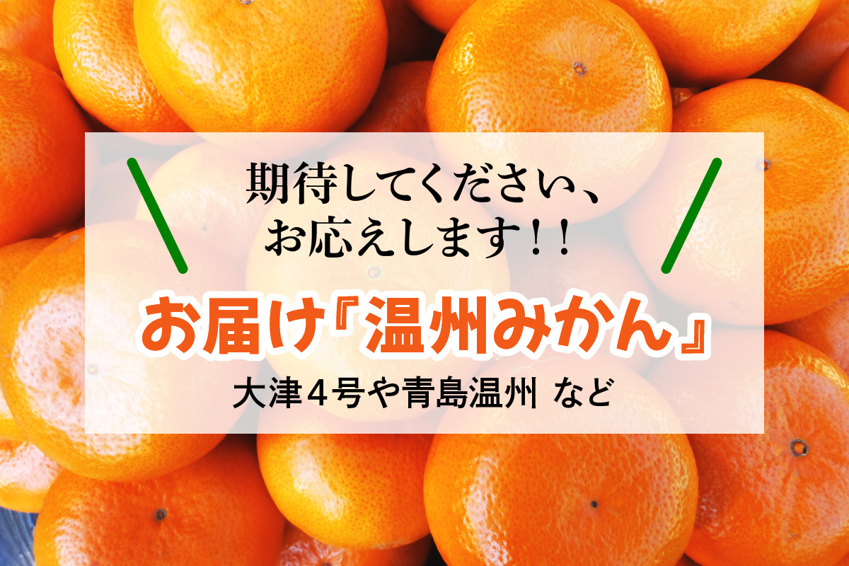 神奈川県伊勢原市のふるさと納税 [2025年12月下旬頃から発送] 温州みかん 5kg｜先行予約 みかん フルーツ 果物 柑橘 [0535]