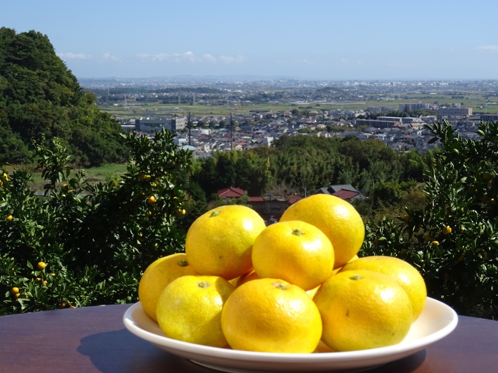 神奈川県伊勢原市のふるさと納税 [2025年12月下旬頃から発送] 温州みかん 5kg｜先行予約 みかん フルーツ 果物 柑橘 [0535]