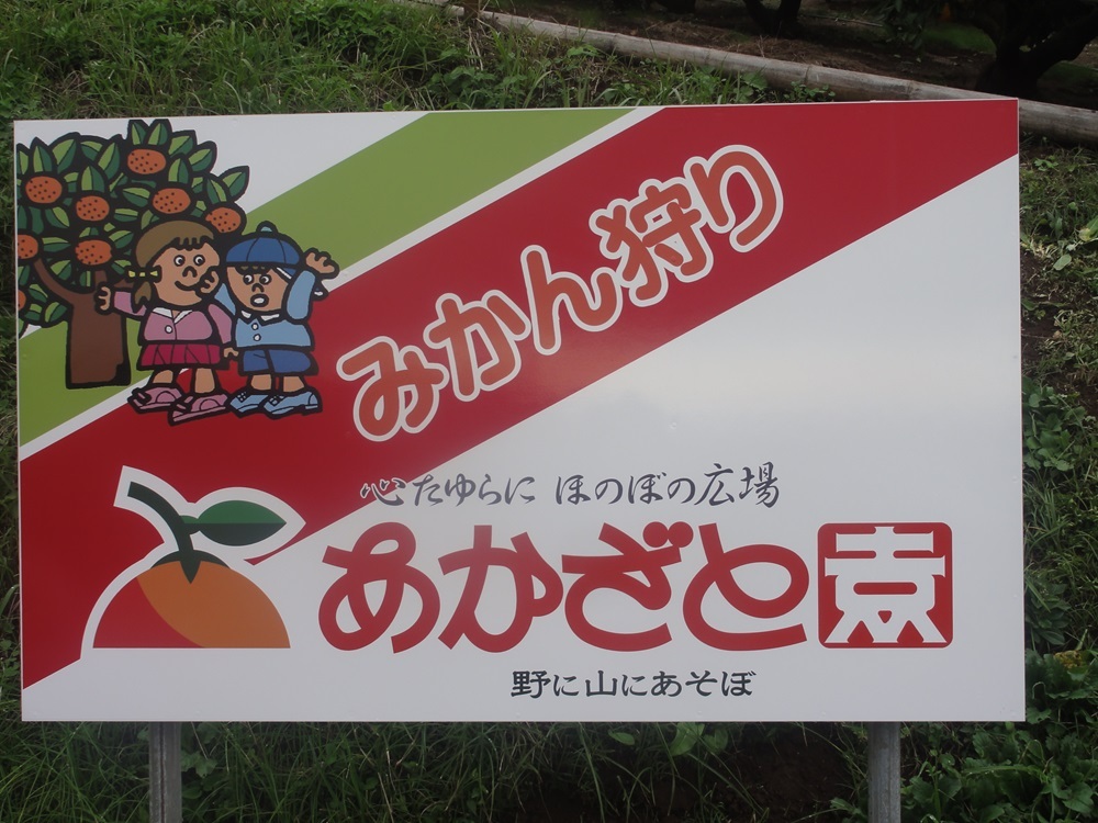 神奈川県伊勢原市のふるさと納税 [2025年12月下旬頃から発送] 温州みかん 5kg｜先行予約 みかん フルーツ 果物 柑橘 [0535]