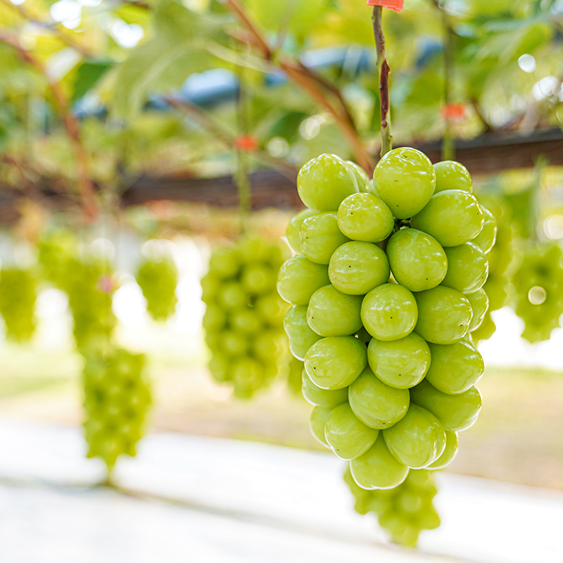 北海道仁木町のふるさと納税 [先行受付] 北海道 仁木町産 シャインマスカット 7～10房 5kg 果物 ぶどう フルーツ 果物類 ブドウ マスカット [JA新おたる]