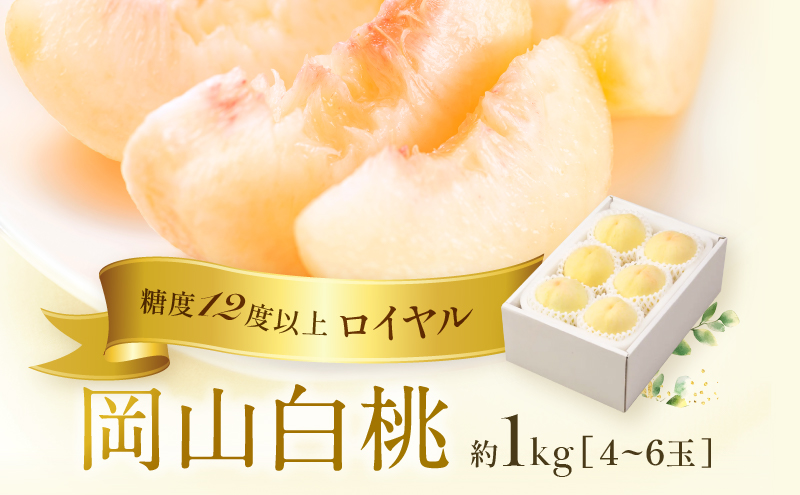 桃 2026年 先行予約 岡山 白桃 ロイヤル  約1kg 4～6玉 JAおかやまのもも（早生種・中生種） もも モモ 岡山県産 国産 フルーツ 果物 ギフト 