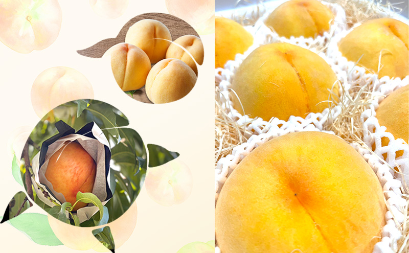 桃 【 贈答品 】 2026年 先行予約 黄金桃 約1.5kg(5～7玉入り) MIKI’S ORCHARD もも モモ 果物 フルーツ 岡山 赤磐市