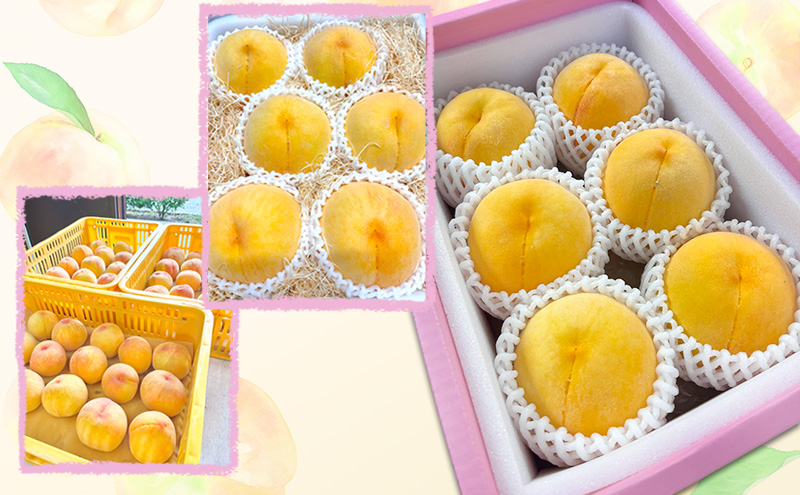 桃 【 贈答品 】 2026年 先行予約 黄金桃 約1.5kg(5～7玉入り) MIKI’S ORCHARD もも モモ 果物 フルーツ 岡山 赤磐市
