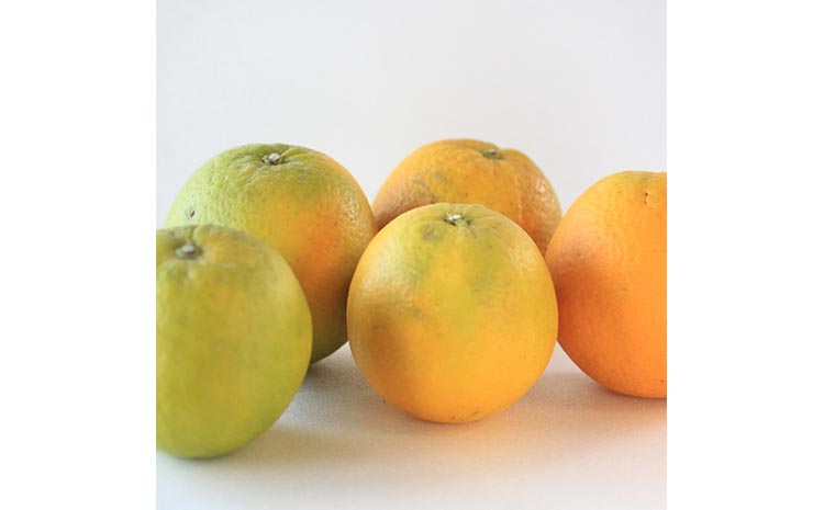 家庭用 バレンシアオレンジ7.5kg+250g（傷み補償分）