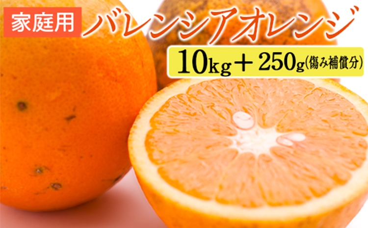 家庭用 バレンシアオレンジ10kg+250g（傷み補償分）