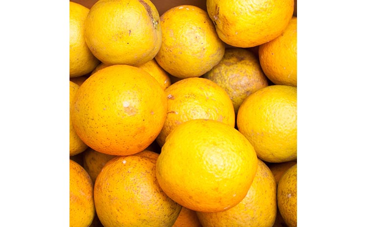 家庭用 バレンシアオレンジ10kg+250g（傷み補償分）