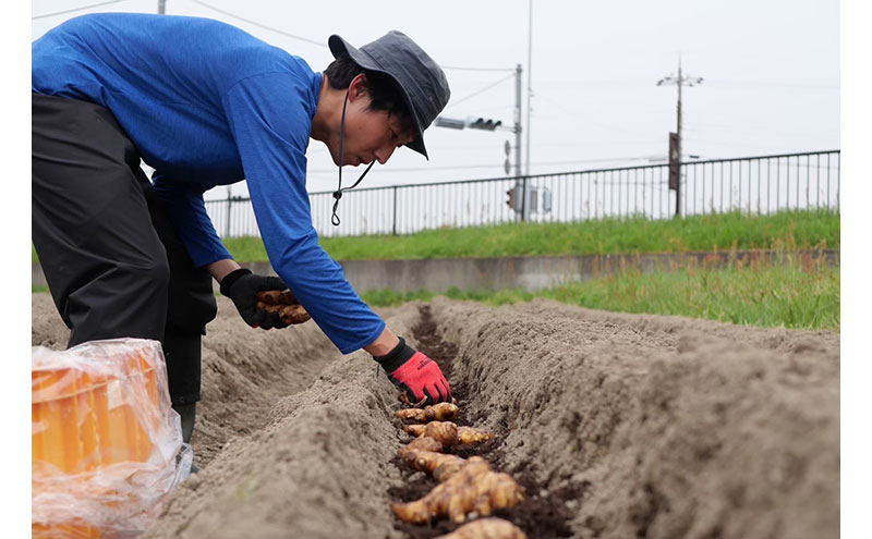 生姜の佃煮 3個