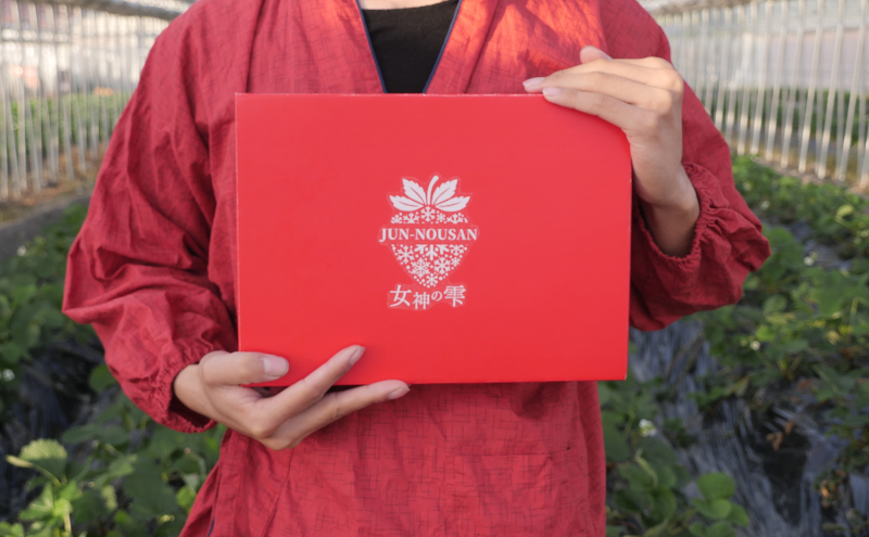 岐阜県美濃市のふるさと納税 【訳あり】「今までで1番うまい」とグルメ家がうなったイチゴ【女神の雫】 2026年1月 2月 3月 4月 450g 岐阜県 美濃市 じゅん農産 訳アリ 苺