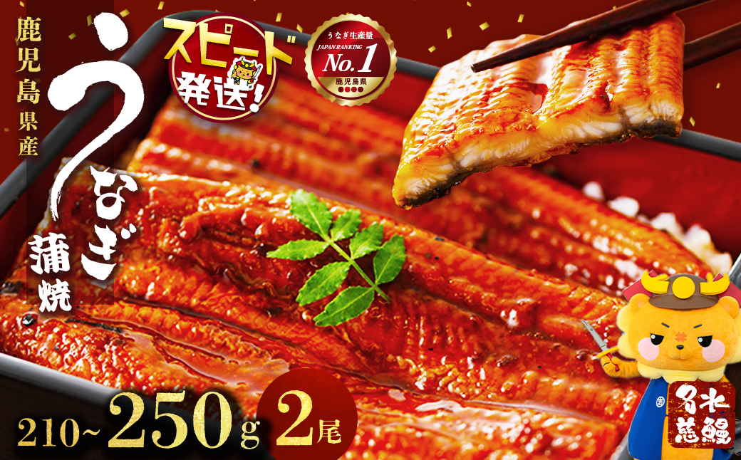 【10営業日以内に発送】鹿児島県産うなぎ蒲