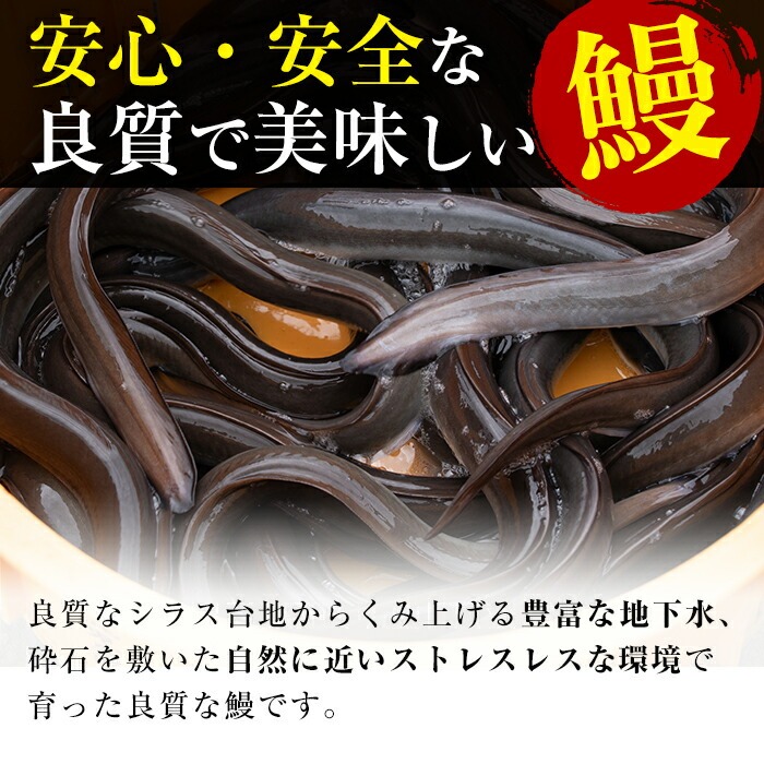 鹿児島県志布志市のふるさと納税 【10営業日以内に発送】鹿児島県産うなぎ蒲焼 名水慈鰻 2尾＜計210～250g＞ a1-151
