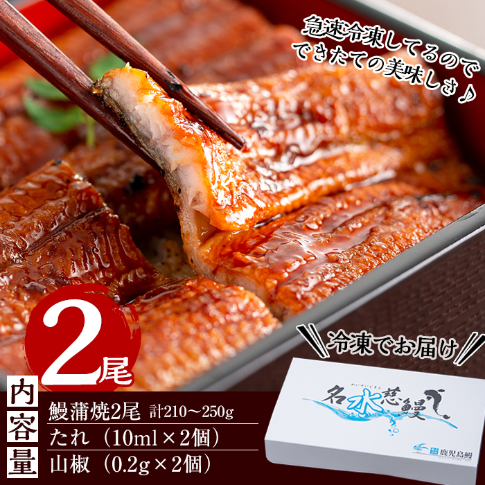 鹿児島県志布志市のふるさと納税 【10営業日以内に発送】鹿児島県産うなぎ蒲焼 名水慈鰻 2尾＜計210～250g＞ a1-151