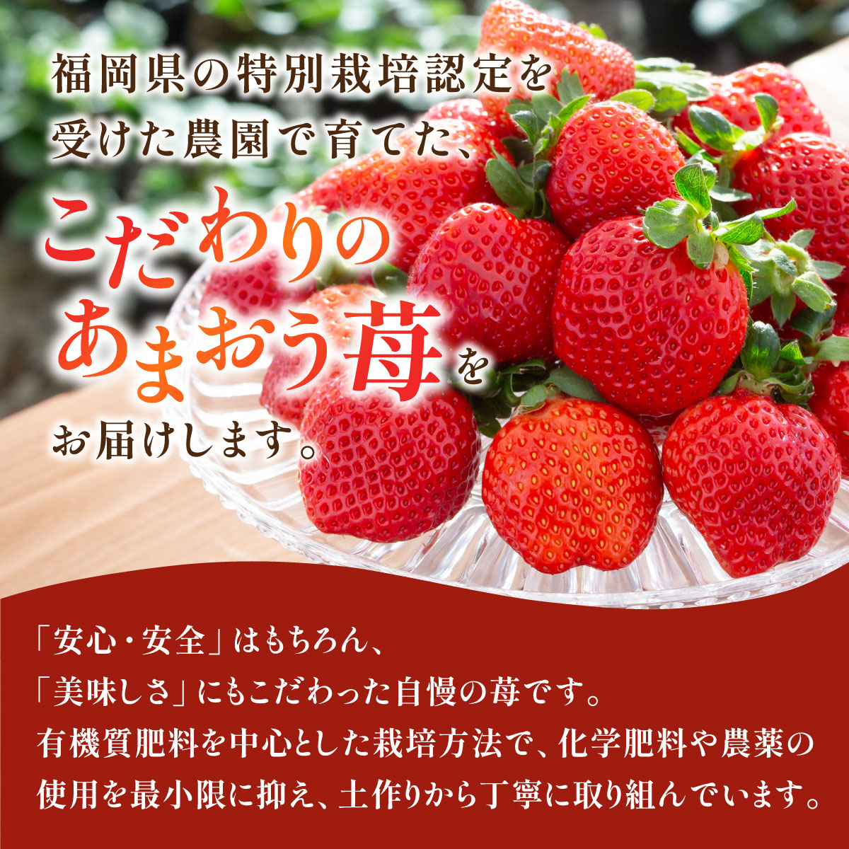 福岡県篠栗町のふるさと納税 福岡県産 特別栽培 あまおう サイズいろいろMIX 約570g（約285g×2パック）【4月発送】　農園直送 アフター保証 先行予約 福岡産 送料無料 ケーキ ギフト お祝い 限定 季節限定 UN007