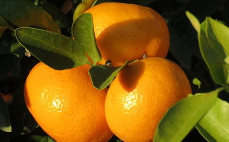 【ブランドみかん】田村みかん大玉約9kg(2Lサイズ)