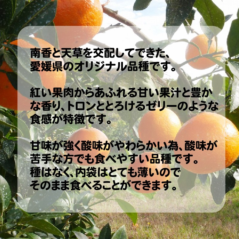 数量限定 先行予約 訳あり 愛媛 まどんな 3kg みかん 家庭用 サイズミックス 12000円 愛果28号 紅まどんな 同品種 あいか アイカ 高級 人気 ブランド 柑橘 果物 フルーツ 期間限定 産地直送 国産 農家直送 わけあり 特産品 お取り寄せ mikan 蜜柑 ミカン マドンナ スマイルカット 甘い おいしい ゼリー ぷるぷる 吉田農園 愛南町 愛媛県