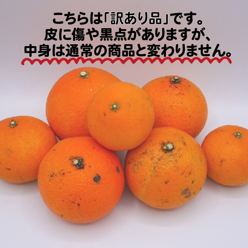 数量限定 先行予約 訳あり 愛媛 まどんな 3kg みかん 家庭用 サイズミックス 12000円 愛果28号 紅まどんな 同品種 あいか アイカ 高級 人気 ブランド 柑橘 果物 フルーツ 期間限定 産地直送 国産 農家直送 わけあり 特産品 お取り寄せ mikan 蜜柑 ミカン マドンナ スマイルカット 甘い おいしい ゼリー ぷるぷる 吉田農園 愛南町 愛媛県