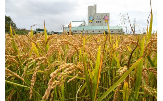 【先行予約】令和7年産 特Aランク米 ななつぼし 玄米 10kg（5kg×2袋）【8月発送】 雪冷気 籾貯蔵 雪中米 北海道 nr-1368