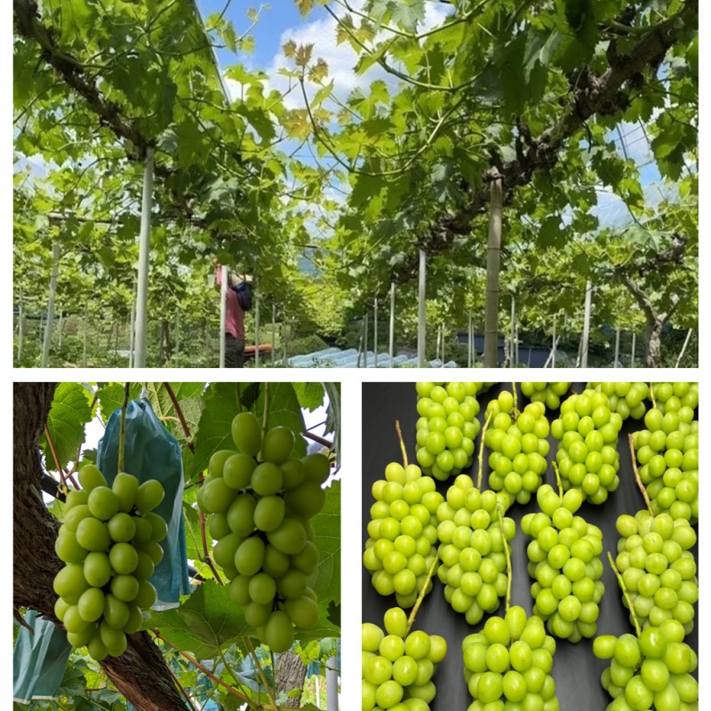 2026年 早期受付 ぶどう 訳あり シャインマスカット 2kg以上(3～5房) 数量限定 岡山県 高梁市産