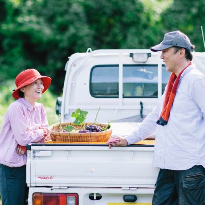 2026年 早期受付 ぶどう 訳あり シャインマスカット 2kg以上(3～5房) 数量限定 岡山県 高梁市産