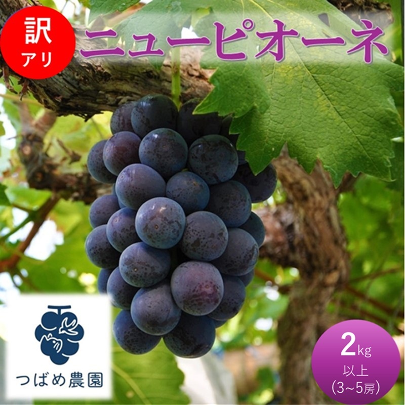 yRsz2026N t Ԃǂ 󂠂 j[sI[l 2kgȏ(3`5[) ʌ R sY