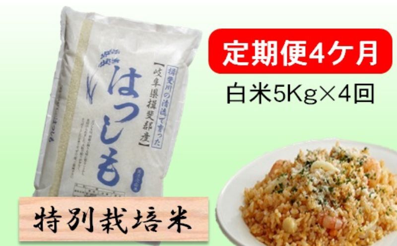 【CF】定期便4カ月【令和7年産】特別栽培米5kg【白米】(ハツシモ) 米 お米 白米 コメ ご飯 定期 岐阜県 池田町