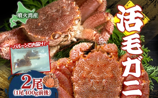 先行受付 北海道 噴火湾産 活毛がに 400g前後×2尾 2026年6月下旬～7月上旬お届け 北海道産 旬 新鮮 毛がに かに カニ 蟹 毛ガニ 毛蟹 カニ味噌 天然 噴火湾 産地直送 お取り寄せ 贈答 冷蔵 洞爺湖町