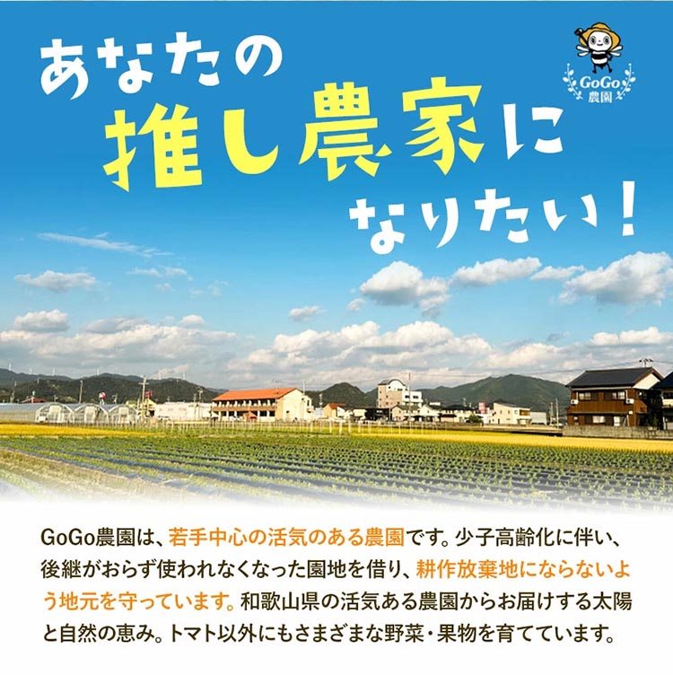 みかん 八朔 厳選 S～Mサイズ 約10kg｜GOGO農園 和歌山県 日高川町 はっさく みかん 柑橘 蜜柑 フルーツ 送料無料