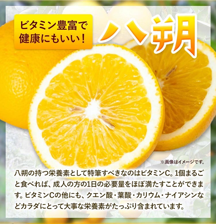 みかん 八朔 厳選 S～Mサイズ 約10kg｜GOGO農園 和歌山県 日高川町 はっさく みかん 柑橘 蜜柑 フルーツ 送料無料
