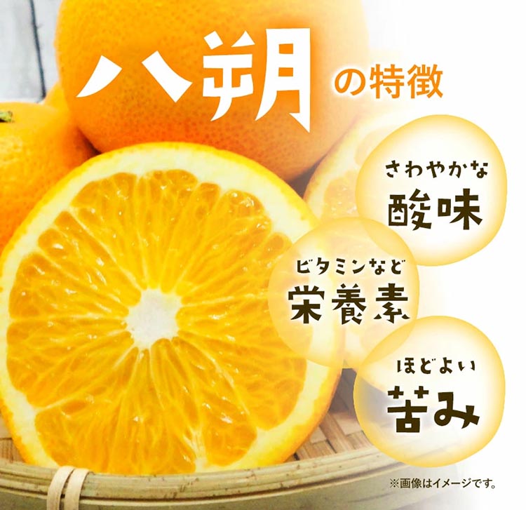 みかん 八朔 厳選 S～Mサイズ 約10kg｜GOGO農園 和歌山県 日高川町 はっさく みかん 柑橘 蜜柑 フルーツ 送料無料