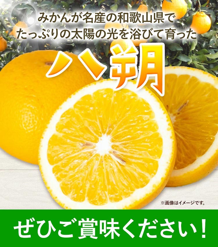 みかん 八朔 厳選 S～Mサイズ 約10kg｜GOGO農園 和歌山県 日高川町 はっさく みかん 柑橘 蜜柑 フルーツ 送料無料