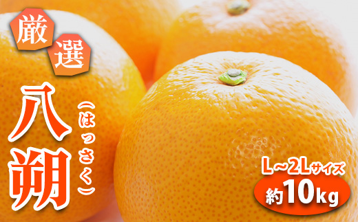 みかん 八朔 厳選 L～2Lサイズ 約10kg｜GOGO農園 和歌山県 日高川町 はっさく みかん 柑橘 蜜柑 フルーツ 送料無料